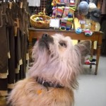 Wallace Idaho canine in the gift shop
